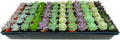 1.75 Inch Mini-Echeveria Assortment | Beautiful Rosette Assortment | Colorful, Hand-Picked Assortment | Great for Office, Home, or Wedding Decor | 72-Pack