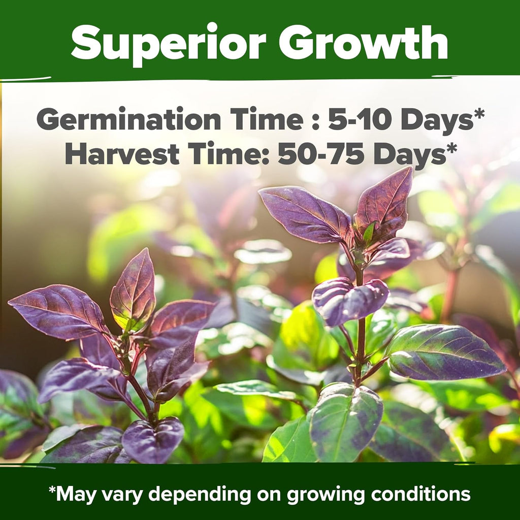 HOME GROWN Thai Basil Seeds Pack - 438 High Germination 𝗡𝗢𝗡-𝗚𝗠𝗢 𝗨𝗦𝗔 Heirloom Herb Seeds for Planting,Ideal for Growing Fresh Basil Planting Indoor or Outdoor(Ocimum basilicum var.thyrsiflora)