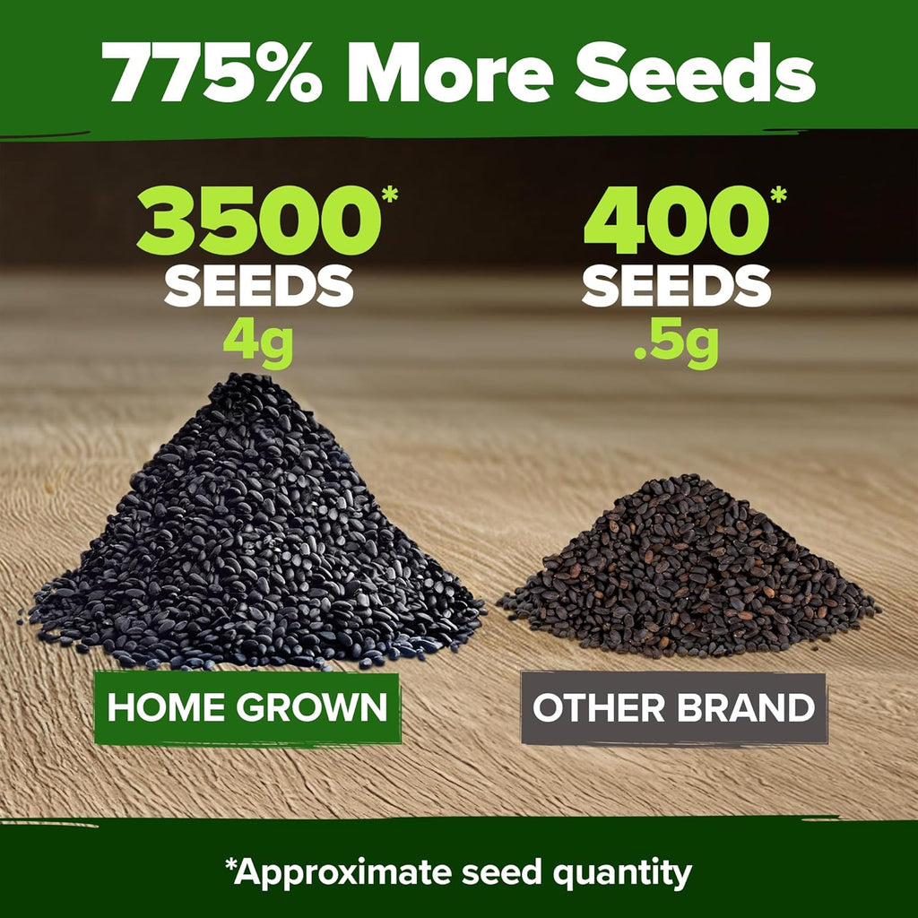 HOME GROWN Genovese Basil Seeds 2 Pack - 3500 𝗡𝗢𝗡-𝗚𝗠𝗢 𝗨𝗦𝗔 Heirloom Basil Seeds for Planting (Ocimum basilicum) - Herb Seeds for Indoor & Outdoor Gardening - Grow for Culinary Use