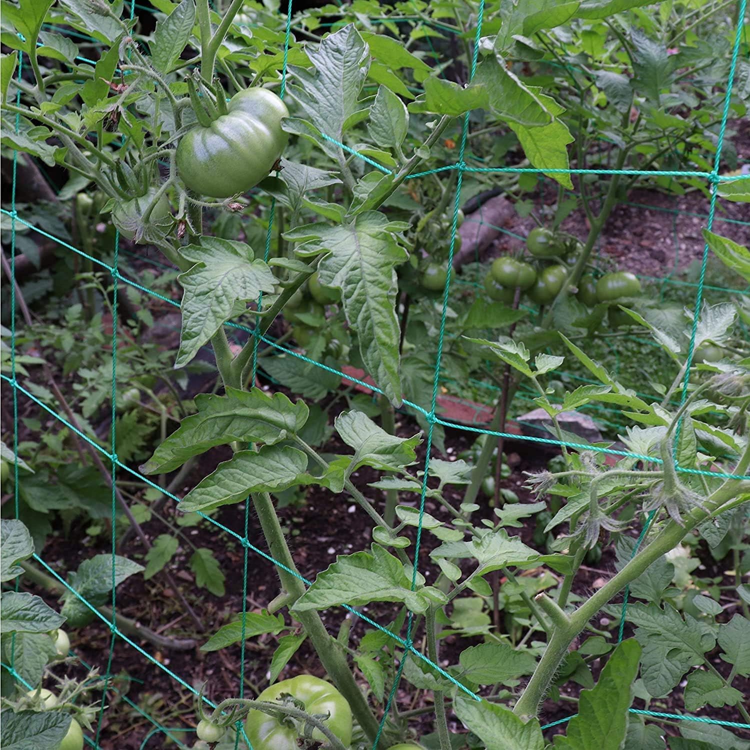 Trellis Netting for Climbing Plants - Heavy Duty Garden Trellis Netting for Cucumber, Vine, Fruits & Vegetables Tomato Plants Trellis Net, Climbing Vining Plants (2-Pack 32.8' x 6.6'Ft)