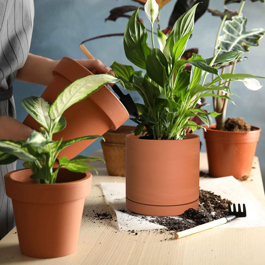 D'vine Dev Small 6 Inch Terracotta Plant Pot with Drainage Hole and Saucer, Round Cylinder Planter Pot for Indoor Plants, Set of 2, 40-X-B-3