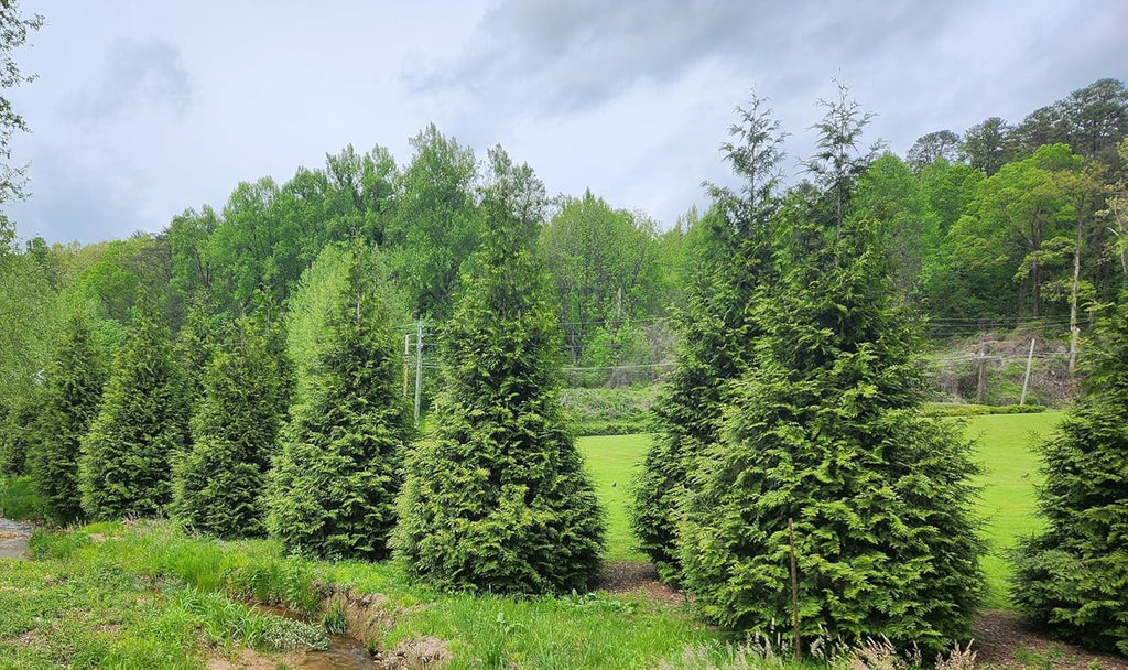 Thuja Green Giant Arborvitae Lot of 4, 3 Inch Pot