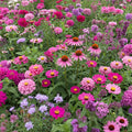 Ferry-Morse Pink and Purple Mix Bulk Flower Seeds, 1lb