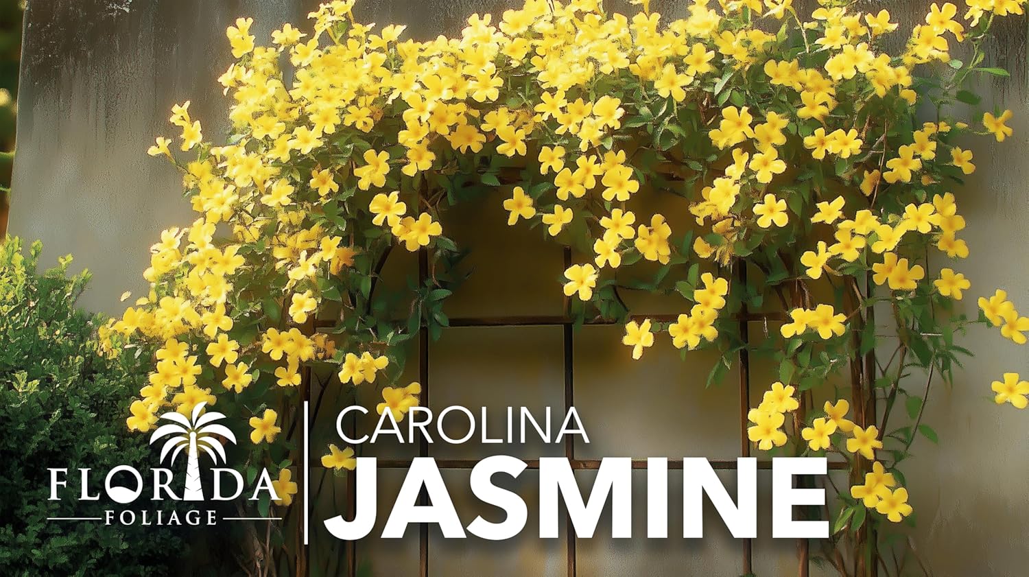 Carolina Jasmine | 50 Live Plants | Gelsemium sempervirens | Fast-Growing Flowering Vine for Trellises & Fences | Climbing Landscape Plants