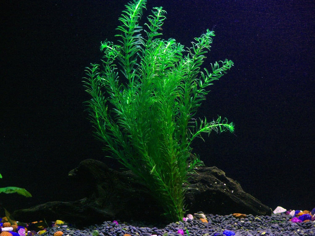 24 Plants Bundle / 6 Species Live Aquarium Plants Package - Microsorum, Amazon Sword, Anubias, Moneywort, Hornwort, etc. (100+ Gallon Aquariums)