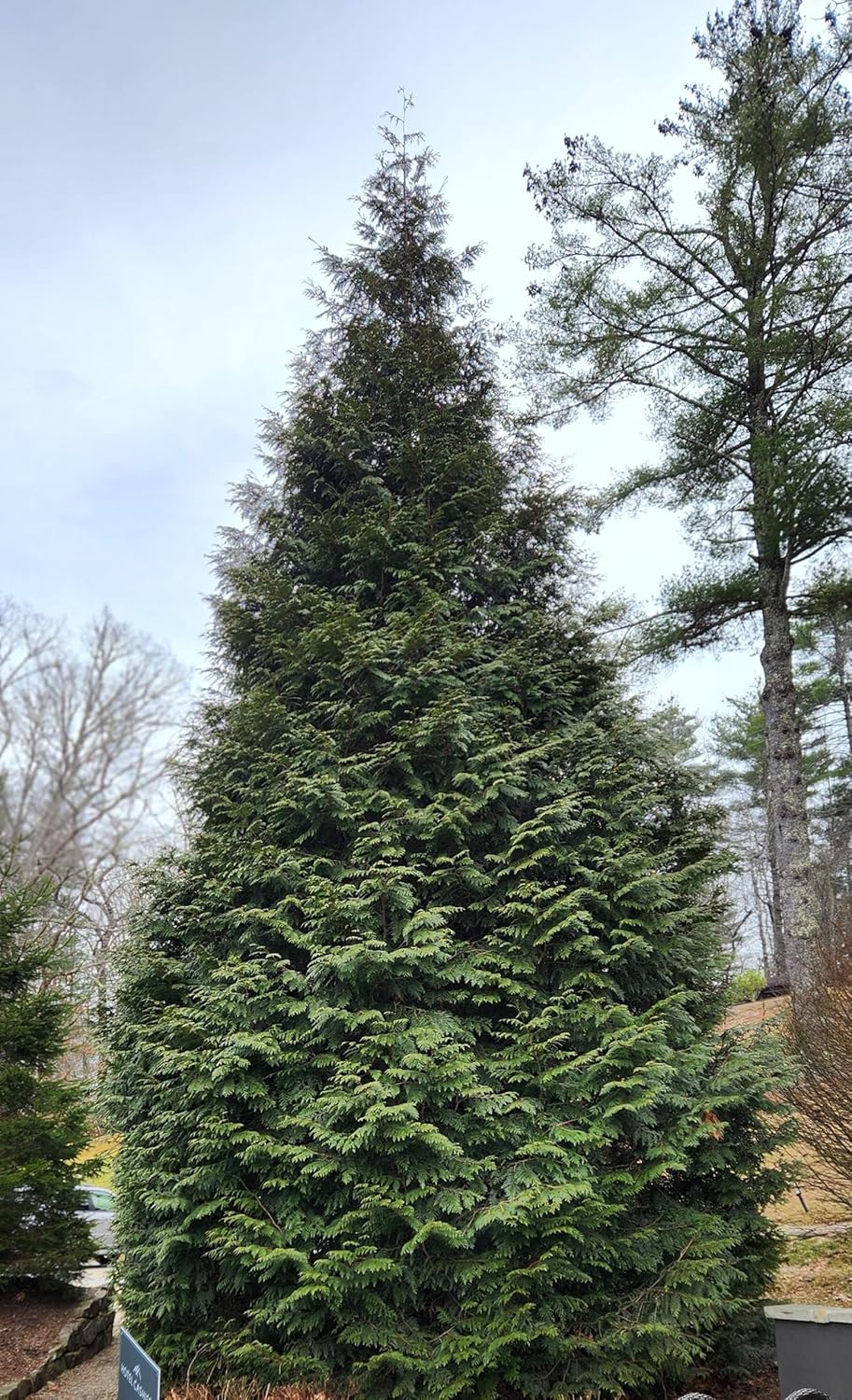 Thuja Evergreen Shrub, Green Giant Arborvitae, Quart Pot