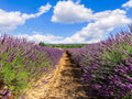 Greenwood Nursery: Live Perennial Plants - Grosso Lavender + Lavandula x Intermedia - [Qty: 1x 3.5 Pot] - (Click for Other Available Plants/Quantities)