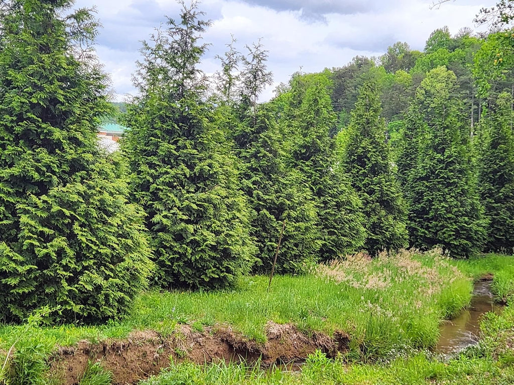 Thuja Green Giant Arborvitae Tree, Lot of 12, Quart Pot