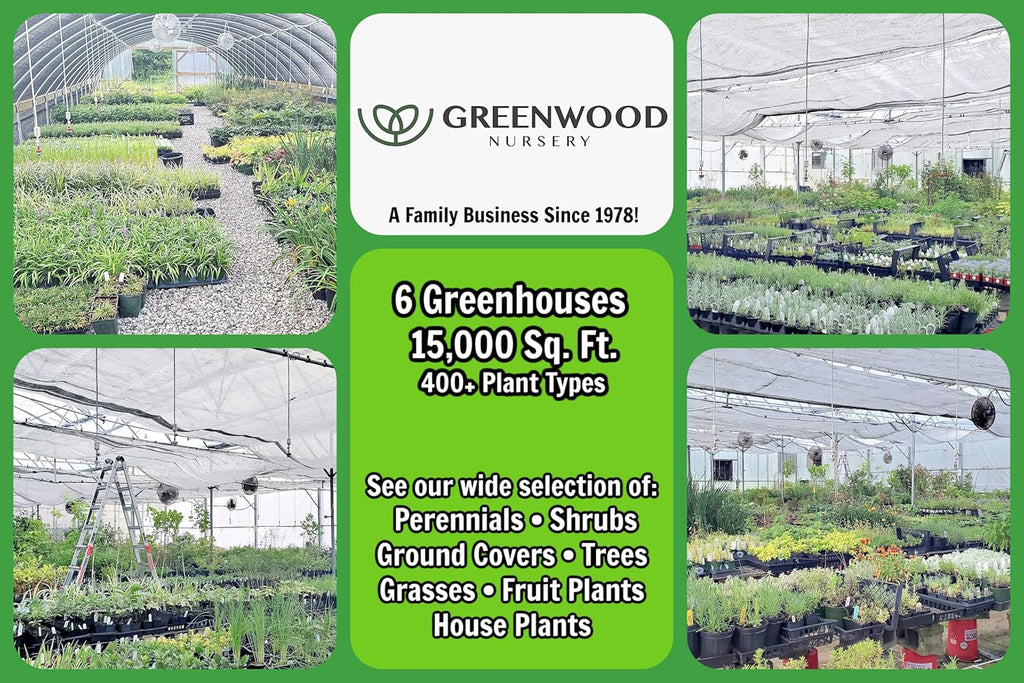 Greenwood Nursery: Live Perennial Plants - Phenomenal Lavender + Lavandula x Intermedia - [Qty: 2X Pint Pots] - (Click for Other Available Plants/Quantities)