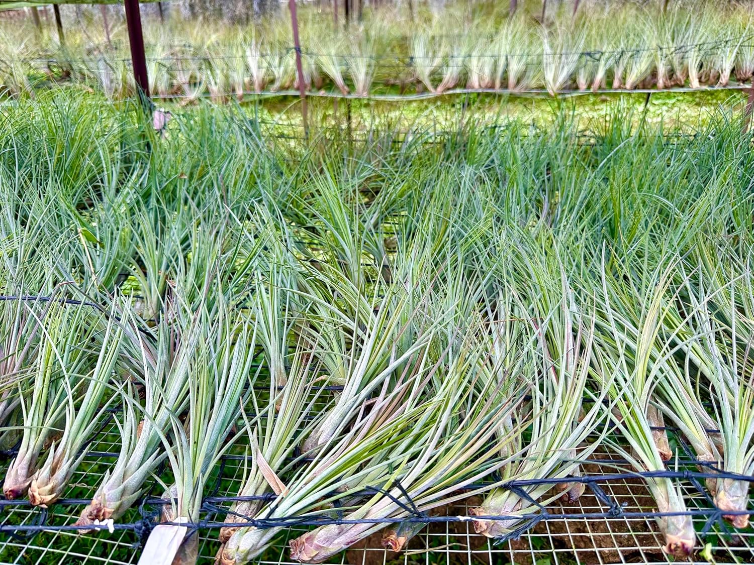 Air Plants Bulk - Tillandsia Juncea Wholesale, Jumbo 8-12" - 30ct - Live Arrival Guaranteed - House Plants for Home Decor & Gift